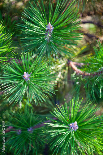 Pine branches close up.