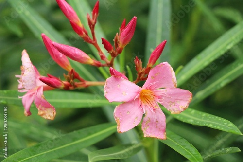 Azalea flowers is beautiful in the garden
