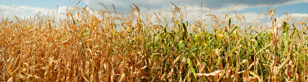 Obraz premium dry corn field panorama witj clouds