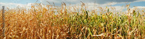 dry corn field panorama witj clouds