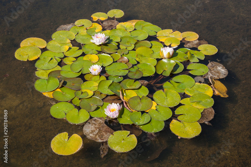 Tableau sur toile Plantes de nénuphars dans un étang