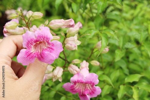 Pink flower is beauty in the garden
