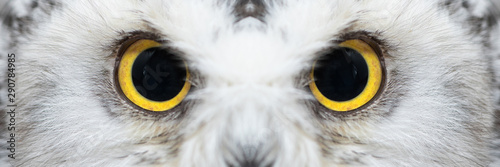 Owl eyes close-up, eyes of the Snowy Owl, Bubo scandiacus photo