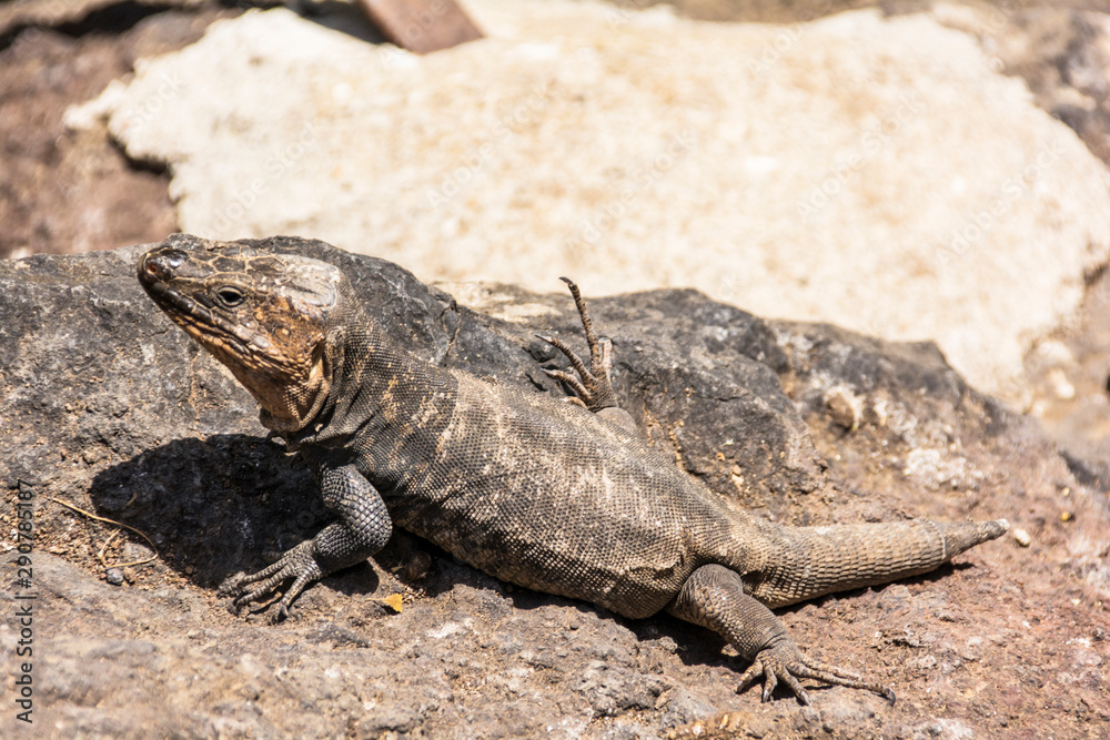 Echse im Botanischen Garten auf Gran Canaria Echse im Botanischen Garten auf Gran Canaria