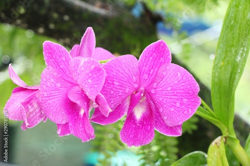 Orchid flower is beautiful in the garden