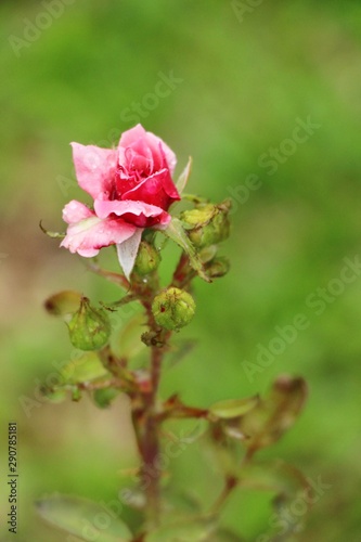 Beautiful roses is blooming in the garden