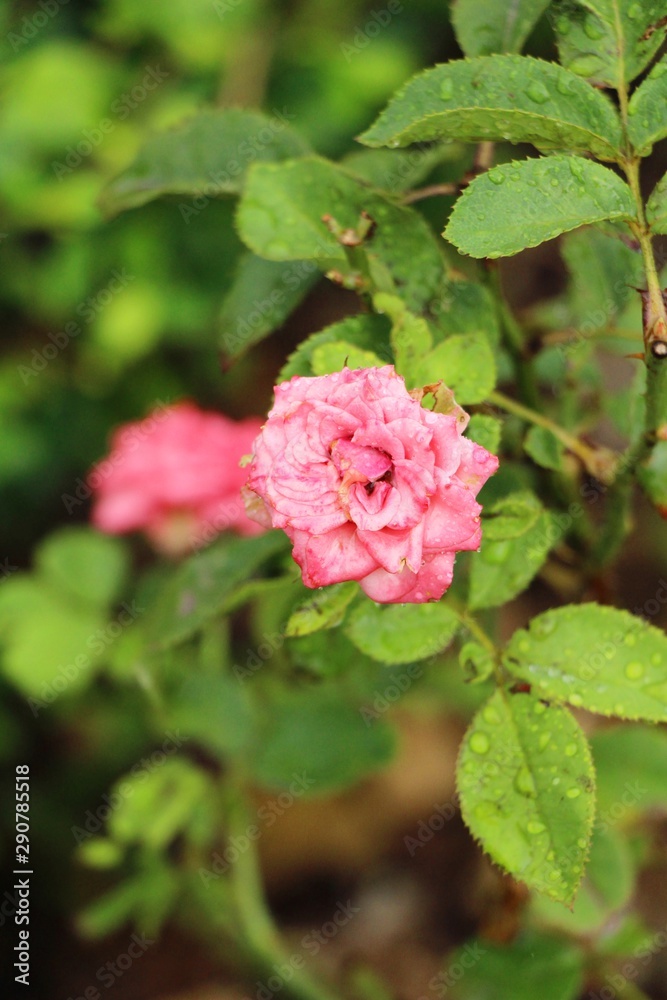 Beautiful roses is blooming in the garden Beautiful roses is blooming in the garden