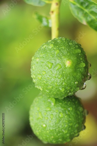 Lemon on the tree in the garden