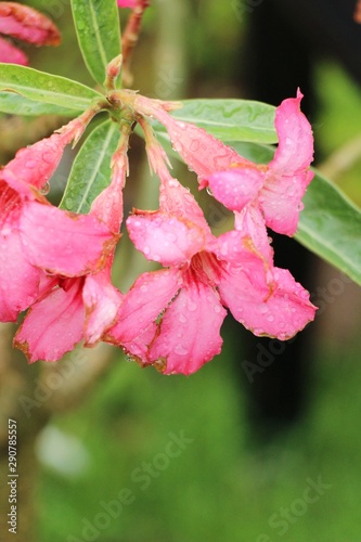 Azalea flowers is beautiful in the garden