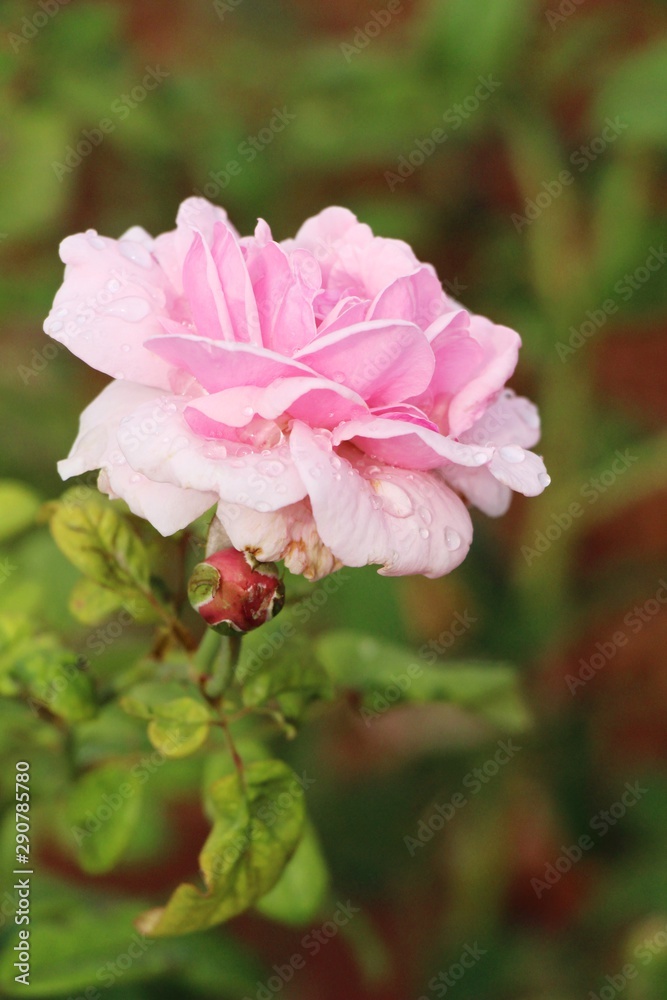 Beautiful roses is blooming in the garden Beautiful roses is blooming in the garden