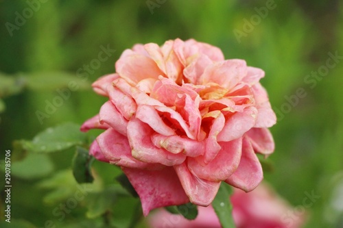 Beautiful roses is blooming in the garden