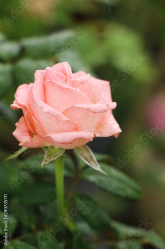 Beautiful roses is blooming in the garden