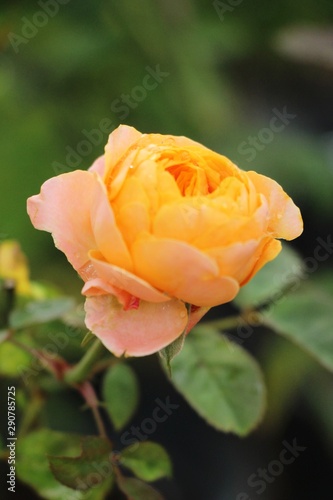 Beautiful roses is blooming in the garden