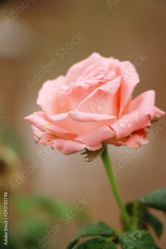 Beautiful roses is blooming in the garden