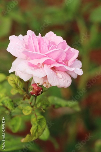 Beautiful roses is blooming in the garden