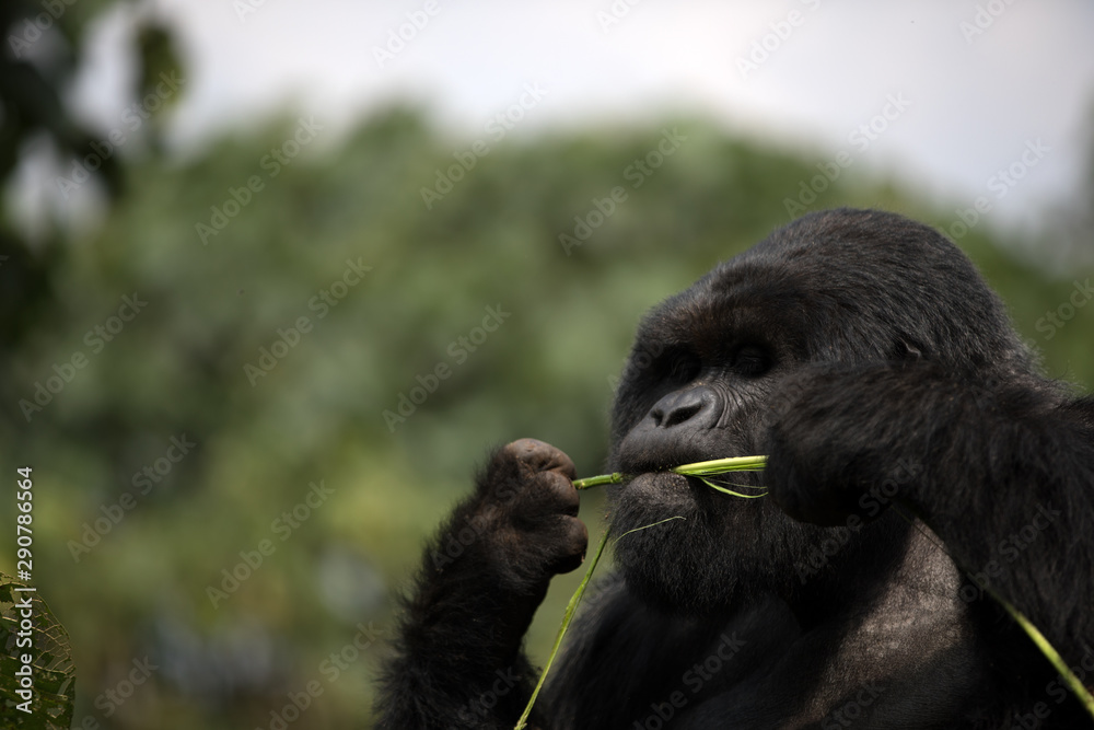 Obraz premium The endangered mountain gorillas (Gorilla beringei beringei) of Rwanda