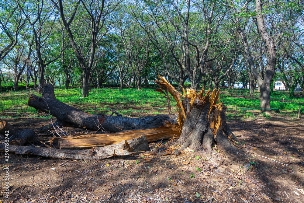 Obraz premium 台風の被害で倒れた大木