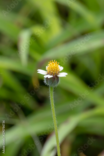 yellow flower