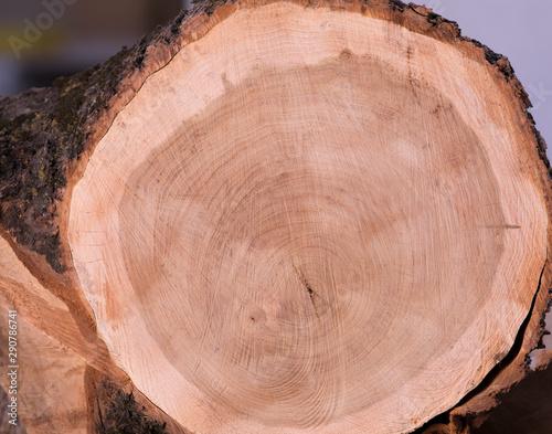 texture cross section of elm tree