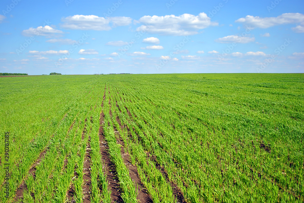 Field of green wheat (rye) rows, cloudy sunny sky, spring in Ukraine Field of green wheat (rye) rows, cloudy sunny sky, spring in Ukraine