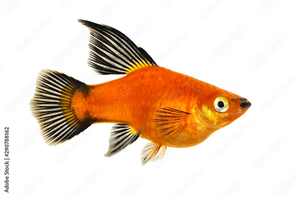 High Fin Red Wag Platy Xiphophorus Maculatus Mickey Mouse Platy aquarium  fish Stock Photo | Adobe Stock