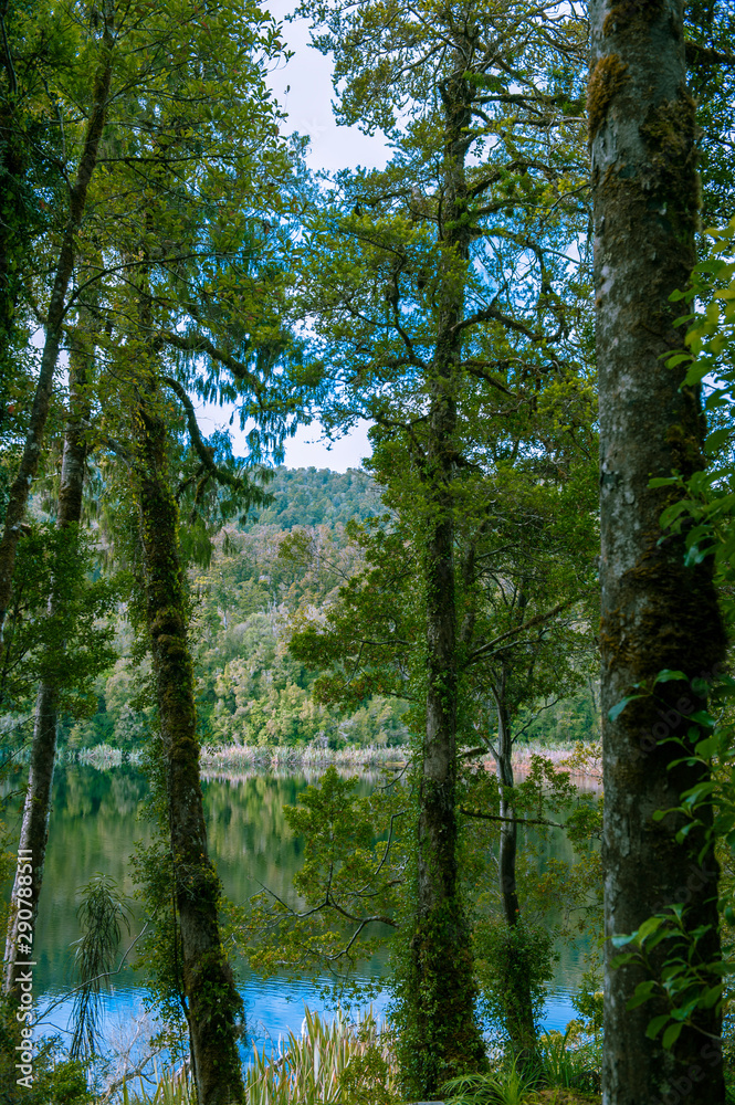 Obraz premium Minnehaha Walk￨nature study trial￨Te Wahipounamu￨The Place of Green Stone￨World Heritage in South West New Zealand