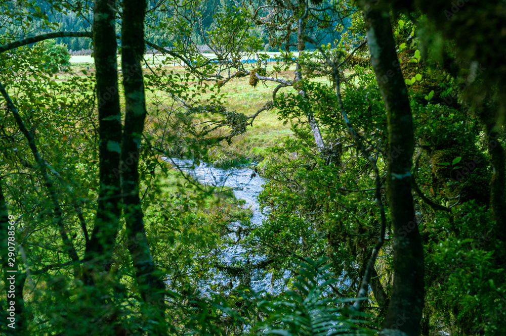 Minnehaha Walk│nature study trial│Te Wahipounamu│The Place of Green Stone│World Heritage in South West New Zealand Minnehaha Walk│nature study trial│Te Wahipounamu│The Place of Green Stone│World Heritage in South West New Zealand