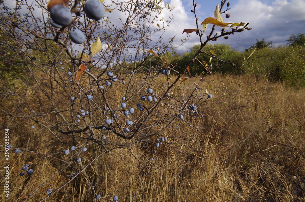 Obraz premium tree in the field
