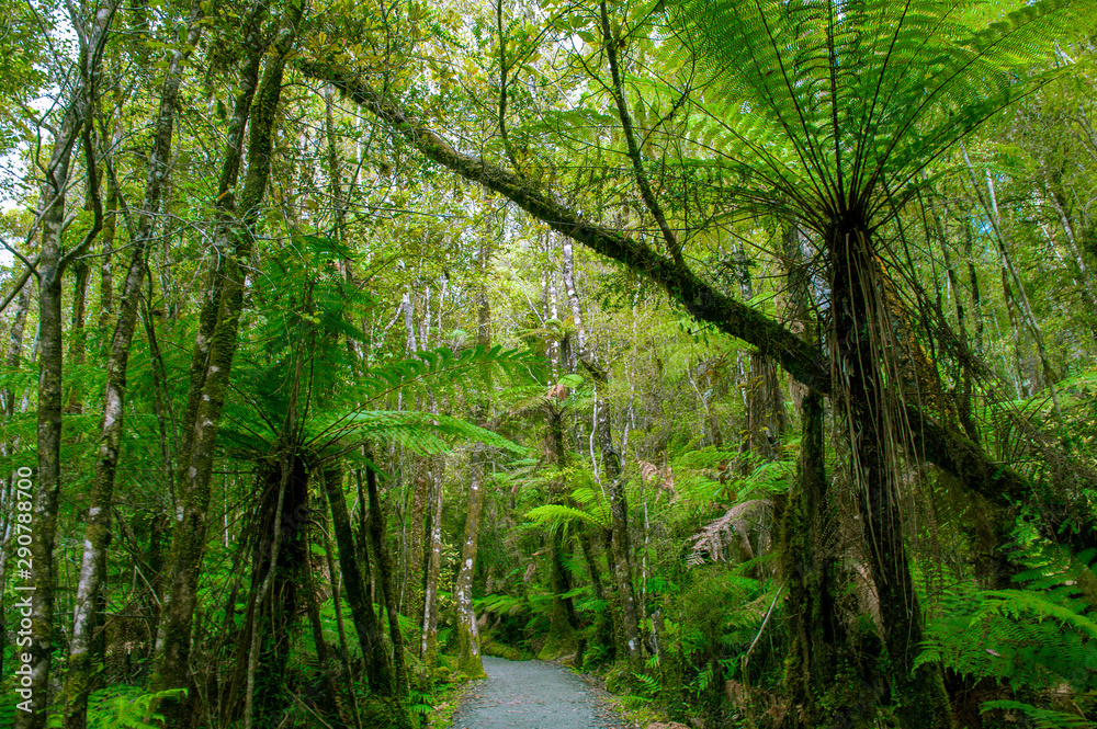 Minnehaha Walk￨nature study trial￨Te Wahipounamu￨The Place of Green Stone￨World Heritage in South West New Zealand