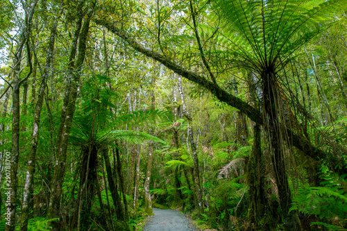 Fototapeta Naklejka Na Ścianę i Meble -  Minnehaha Walk￨nature study trial￨Te Wahipounamu￨The Place of Green Stone￨World Heritage in South West New Zealand