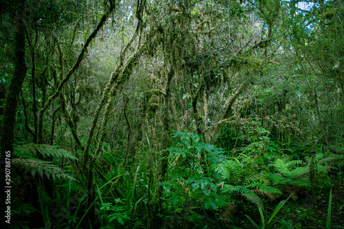 Minnehaha Walk   nature study trial   Te Wahipounamu   The Place of Green Stone   World Heritage in South West New Zealand