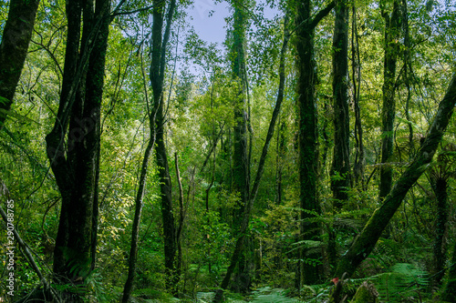 Minnehaha Walk   nature study trial   Te Wahipounamu   The Place of Green Stone   World Heritage in South West New Zealand