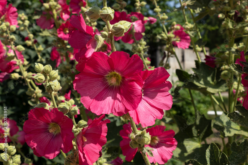 very tall perennial mallow blooms beautifully from mid-summer to late autumn