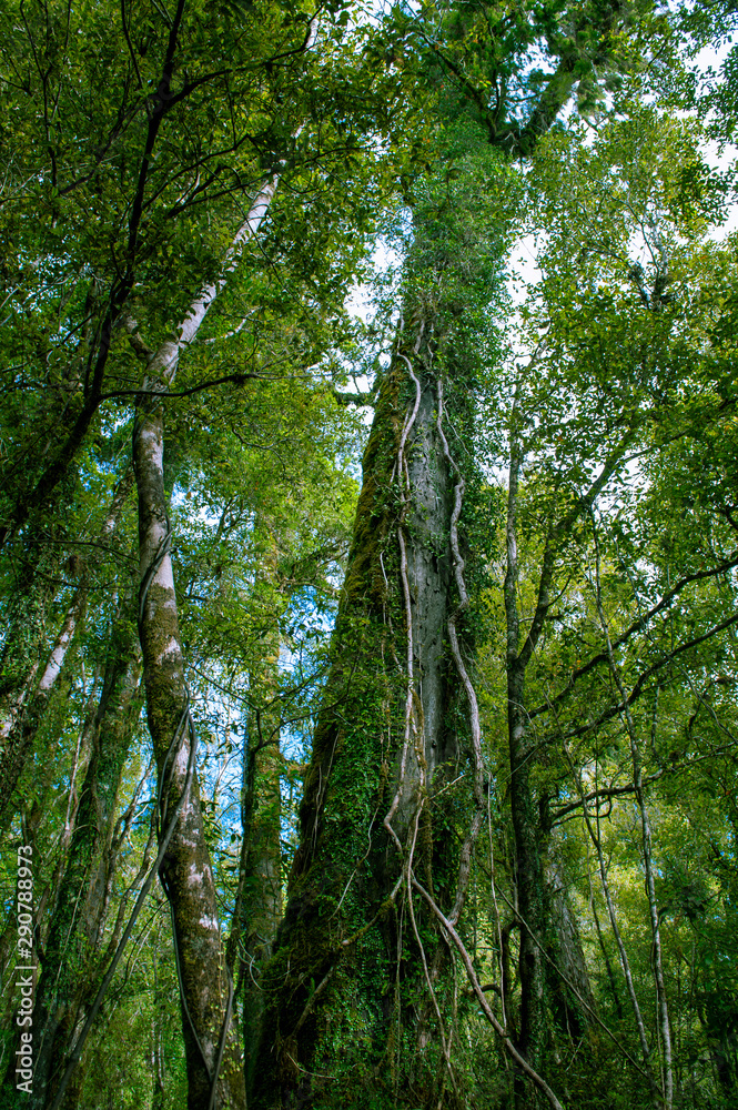 Fototapeta premium Minnehaha Walk│nature study trial│Te Wahipounamu│The Place of Green Stone│World Heritage in South West New Zealand