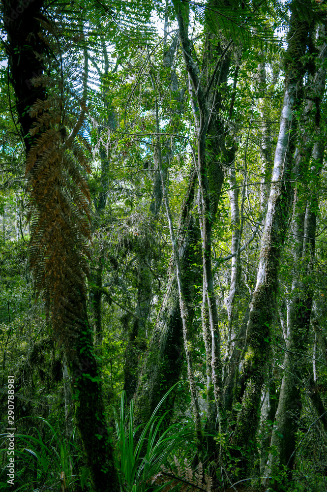 Minnehaha Walk│nature study trial│Te Wahipounamu│The Place of Green Stone│World Heritage in South West New Zealand Minnehaha Walk│nature study trial│Te Wahipounamu│The Place of Green Stone│World Heritage in South West New Zealand