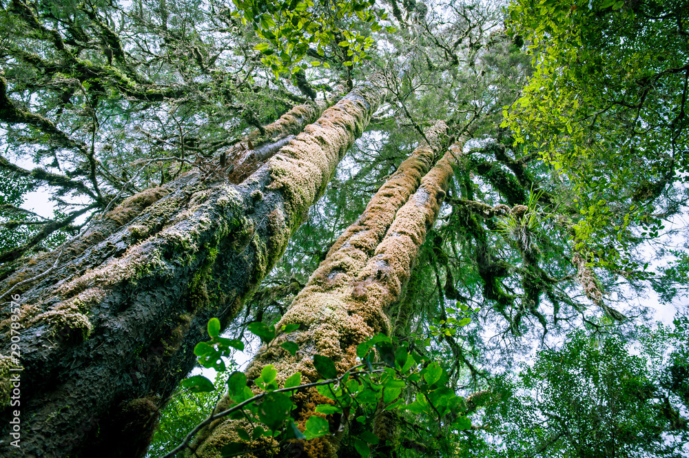 Fototapeta premium Minnehaha Walk￨nature study trial￨Te Wahipounamu￨The Place of Green Stone￨World Heritage in South West New Zealand