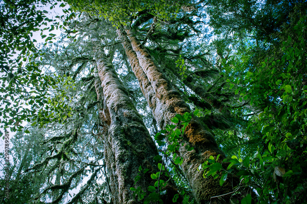 Fototapeta premium Minnehaha Walk￨nature study trial￨Te Wahipounamu￨The Place of Green Stone￨World Heritage in South West New Zealand
