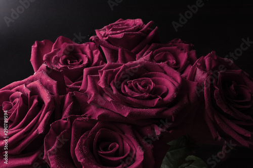 small transparent drops of water on the edge of the delicate petals of a huge bouquet of roses in studio consecration.
