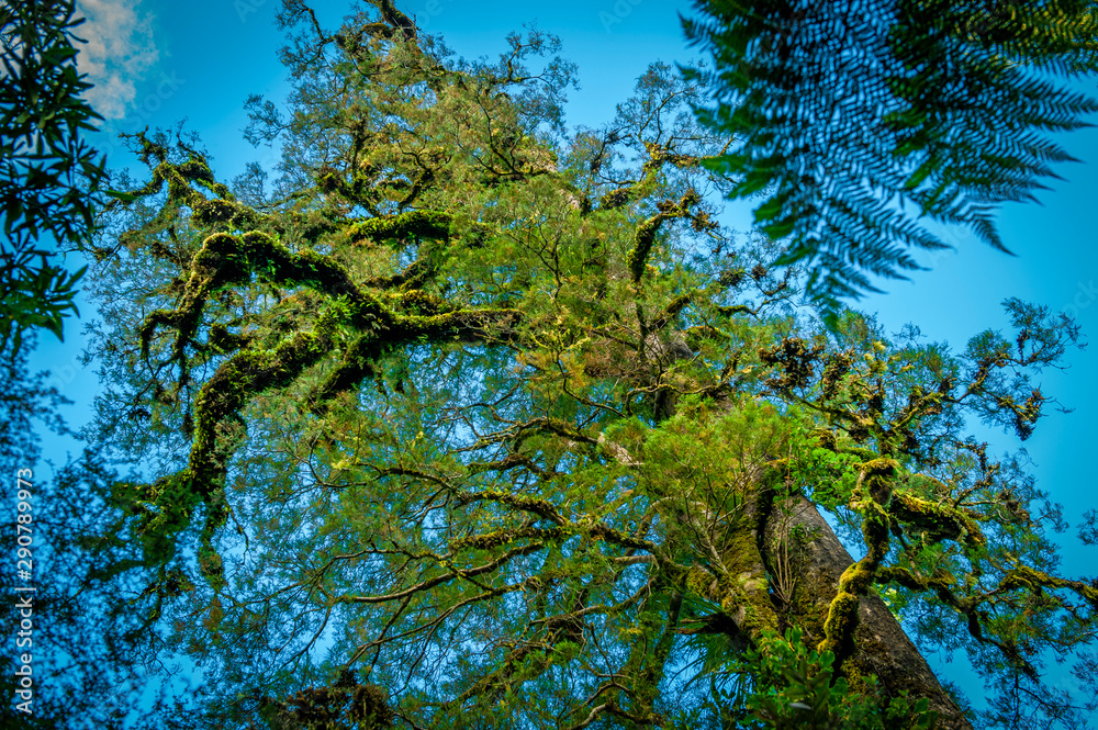 Fototapeta premium Minnehaha Walk￨nature study trial￨Te Wahipounamu￨The Place of Green Stone￨World Heritage in South West New Zealand