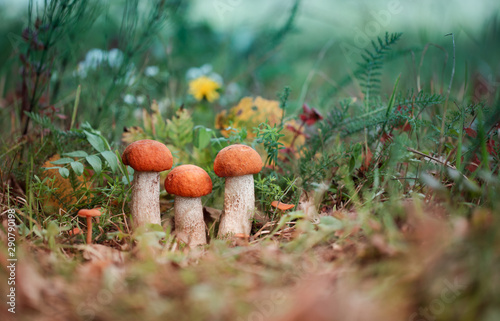 Orange-cap boletus mushrooms is growing in autumn forest among green grass. Natural vegetarian food ingredient from woodland. Edible mushrooms in forest.