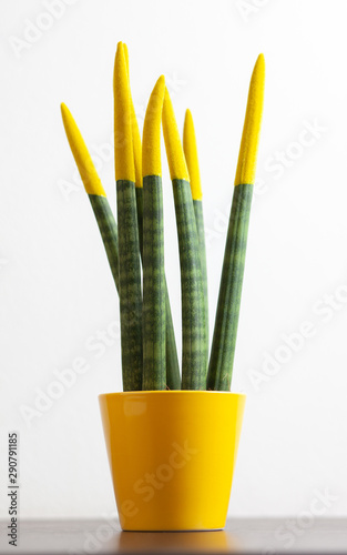 Sansevieria, velvet touchz with yellow color. photo