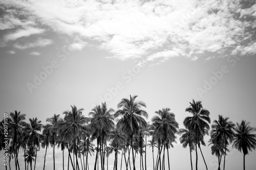 palm trees and sky © Martin Matyas