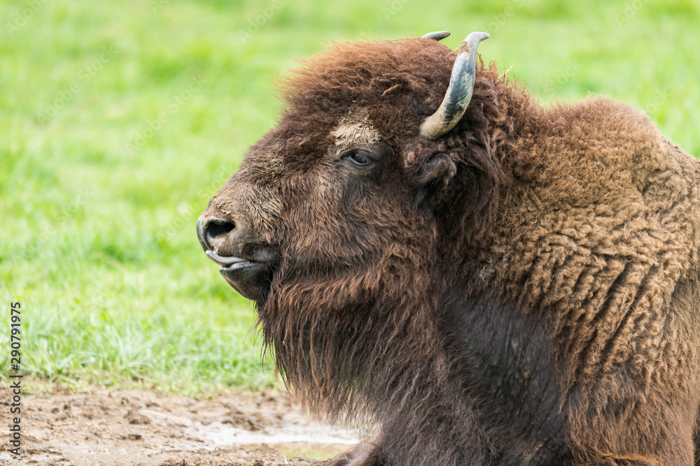 Portrait de bison