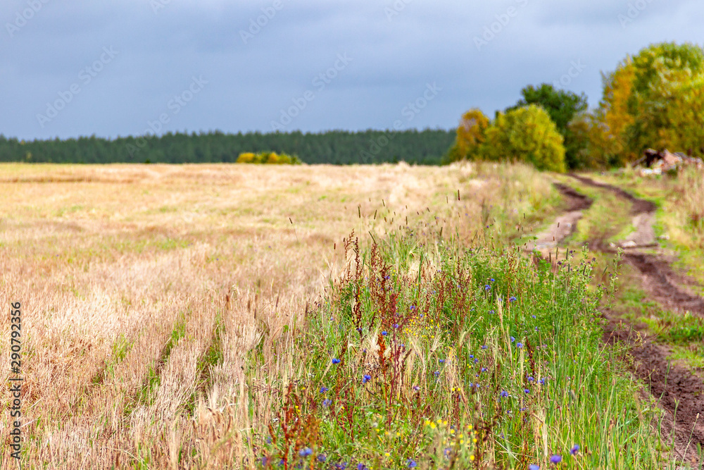 Landscape of field edge with ears of wheat or barley after harvesting with road, sky and clouds