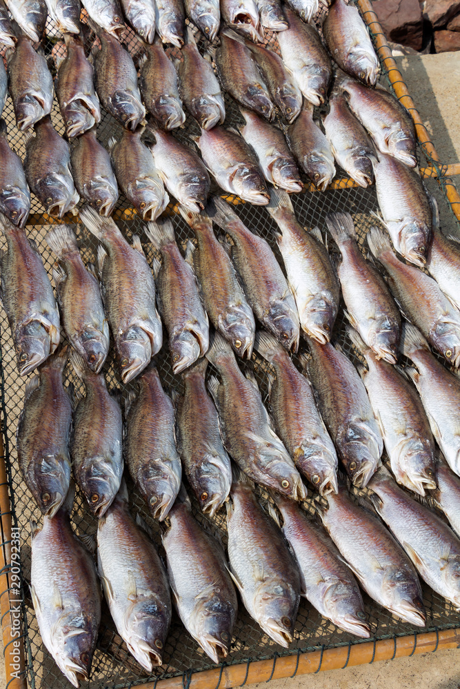 Fototapeta premium Dried fish for drying in coastal village on net, it is preserving fish with salt for cooking food.
