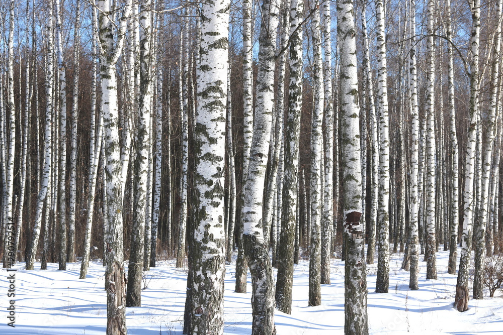 Black and white birch trees with birch bark in birch forest among other birches in winter in snow Black and white birch trees with birch bark in birch forest among other birches in winter in snow