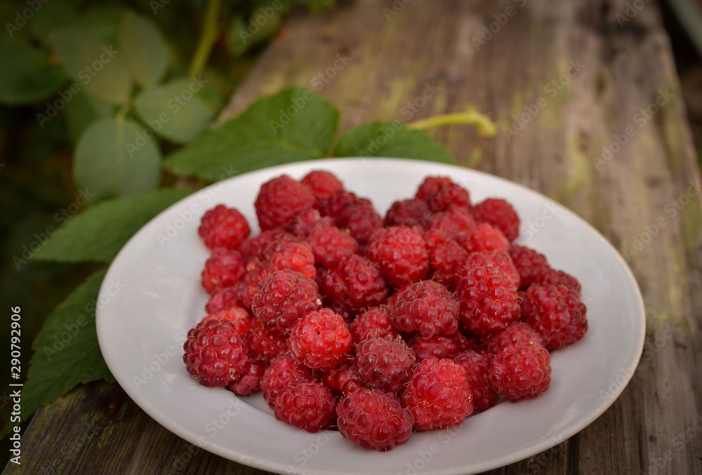 Raspberry berries lie on a wooden bench in the summer garden. Photo taken outdoors and in warm colors. Harvesting raspberries on a farm. Raspberry berries lie on a wooden bench in the summer garden. Photo taken outdoors and in warm colors. Harvesting raspberries on a farm.