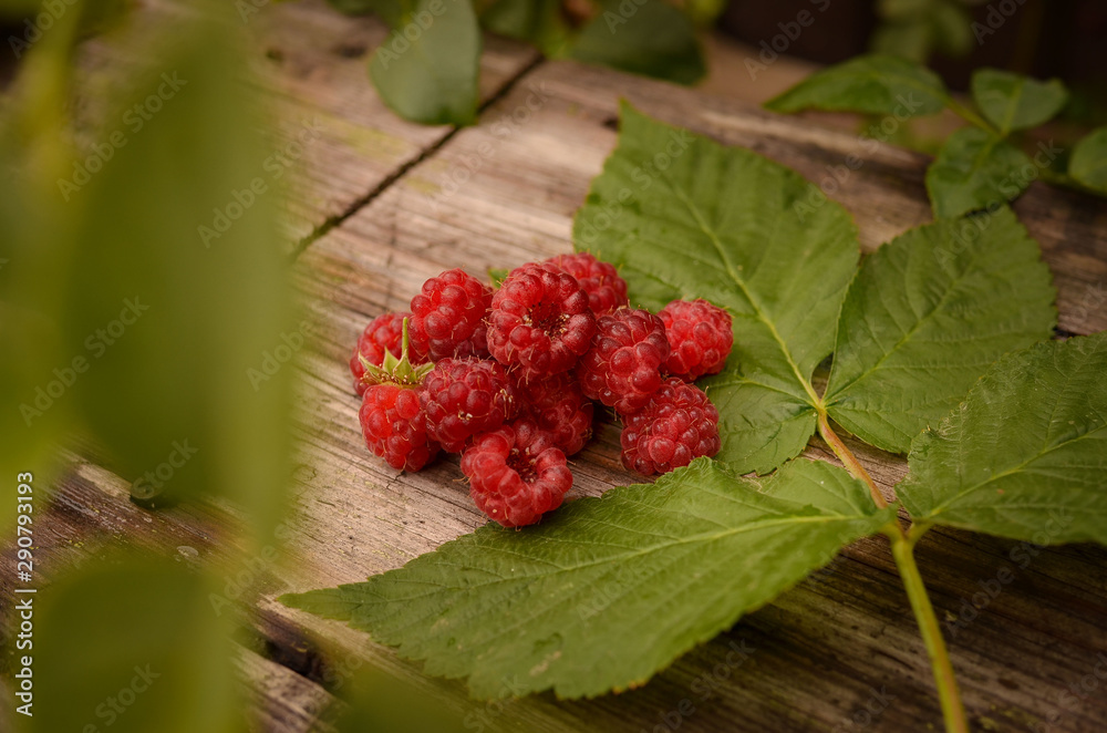 Raspberry berries lie on a wooden bench in the summer garden. Photo taken outdoors and in warm colors. Harvesting raspberries on a farm. Raspberry berries lie on a wooden bench in the summer garden. Photo taken outdoors and in warm colors. Harvesting raspberries on a farm.