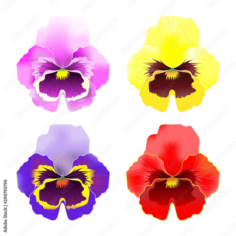vector set of pansy flowers vector set of pansy flowers