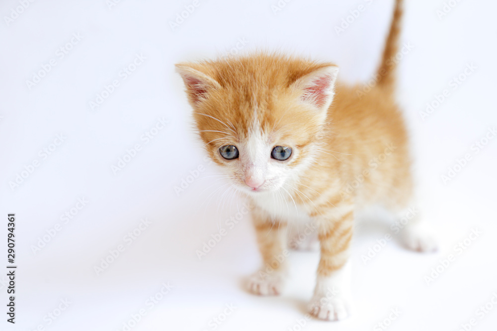 Obraz premium Cute ginger kitten on a white background